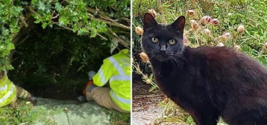 Le courageux chat permet aux policiers de retrouver une femme de 83 ans tombée dans un fossé